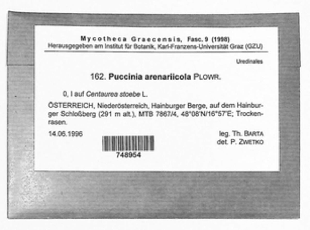 Puccinia arenariicola image